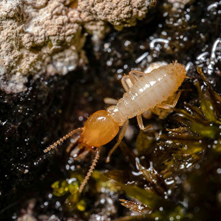 digital moisture detector tool